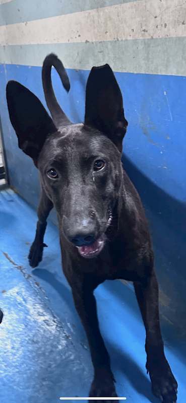苗栗縣動物保護教育園區,編號:464434, 混種犬          