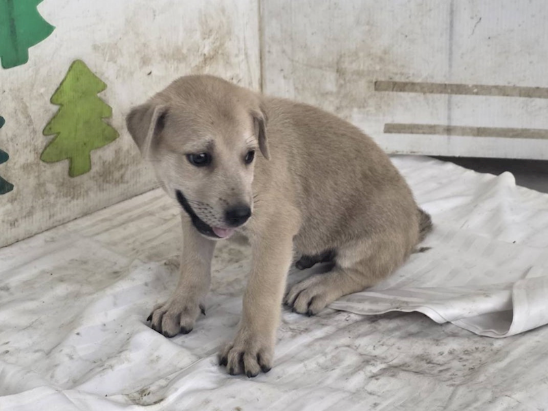 高雄市燕巢動物保護關愛園區,編號:464613, 混種犬          