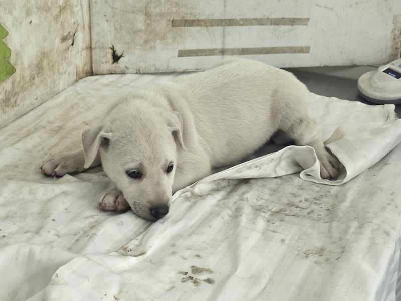 高雄市燕巢動物保護關愛園區,編號:464612, 混種犬          