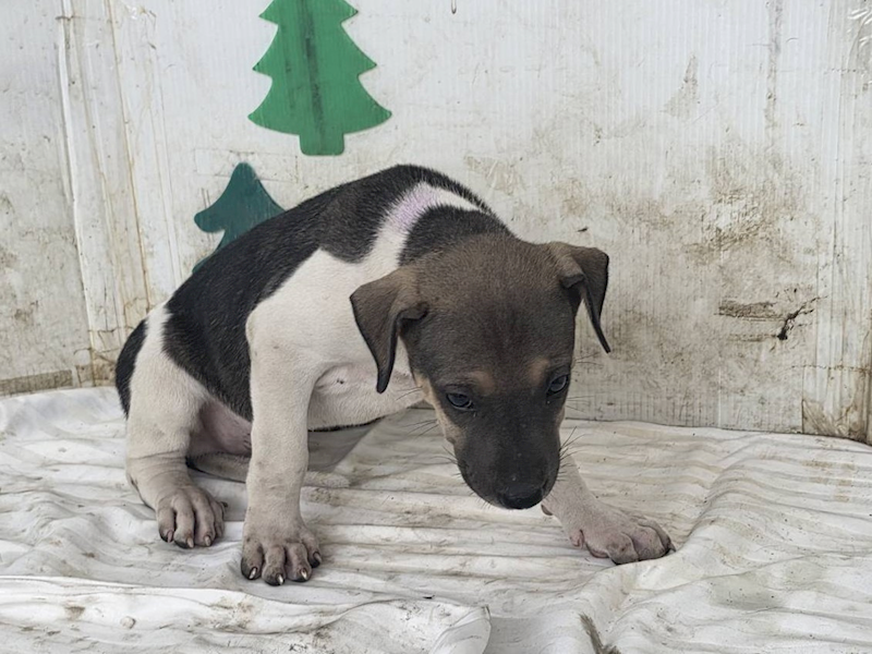高雄市燕巢動物保護關愛園區,編號:464610, 混種犬          