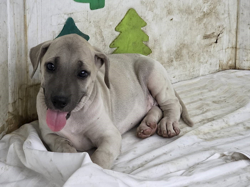 高雄市燕巢動物保護關愛園區,編號:464608, 混種犬          
