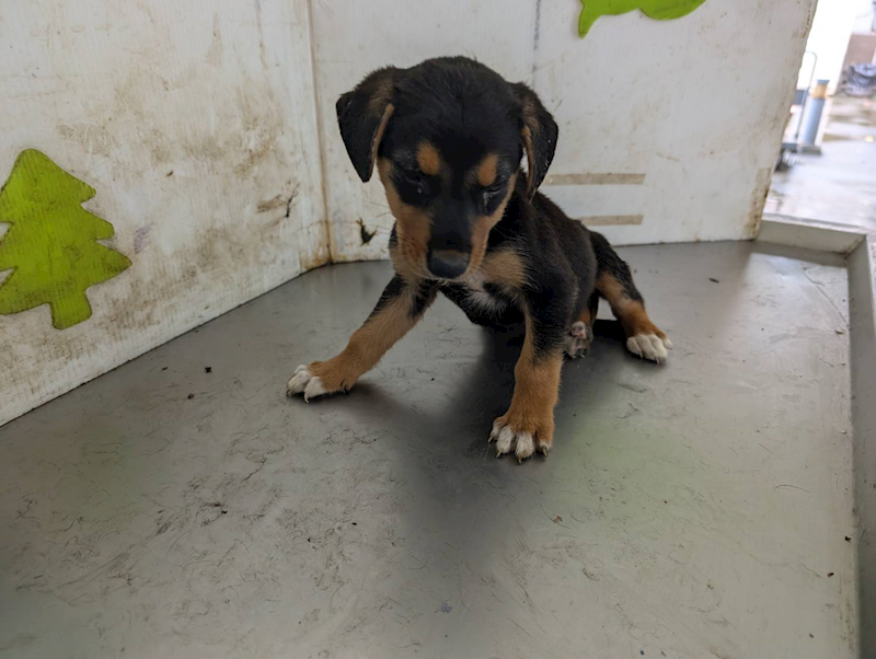 高雄市燕巢動物保護關愛園區,編號:464607, 混種犬          