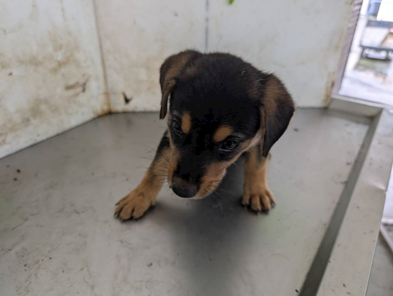 高雄市燕巢動物保護關愛園區,編號:464606, 混種犬          