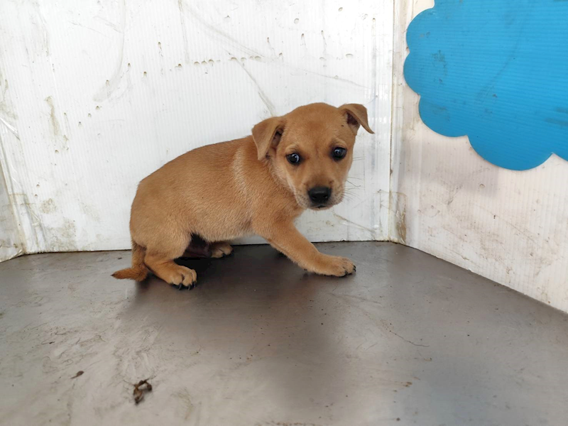 高雄市燕巢動物保護關愛園區,編號:464604, 混種犬          