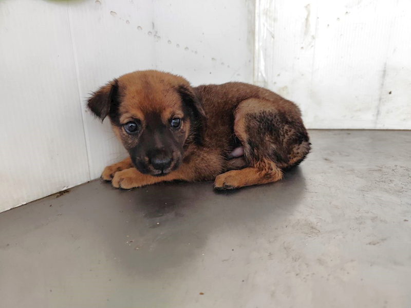 高雄市燕巢動物保護關愛園區,編號:464602, 混種犬          