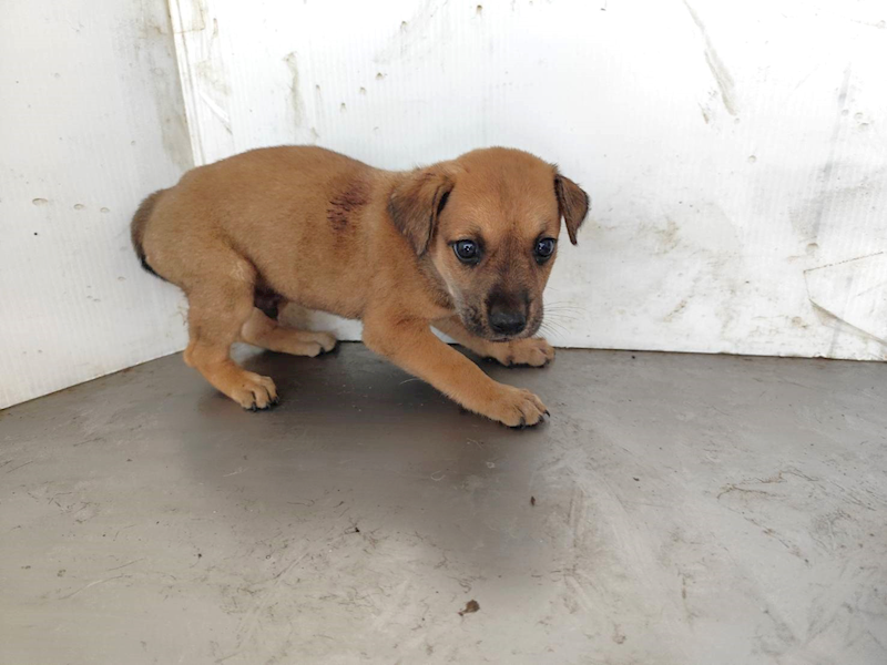 高雄市燕巢動物保護關愛園區,編號:464600, 混種犬          