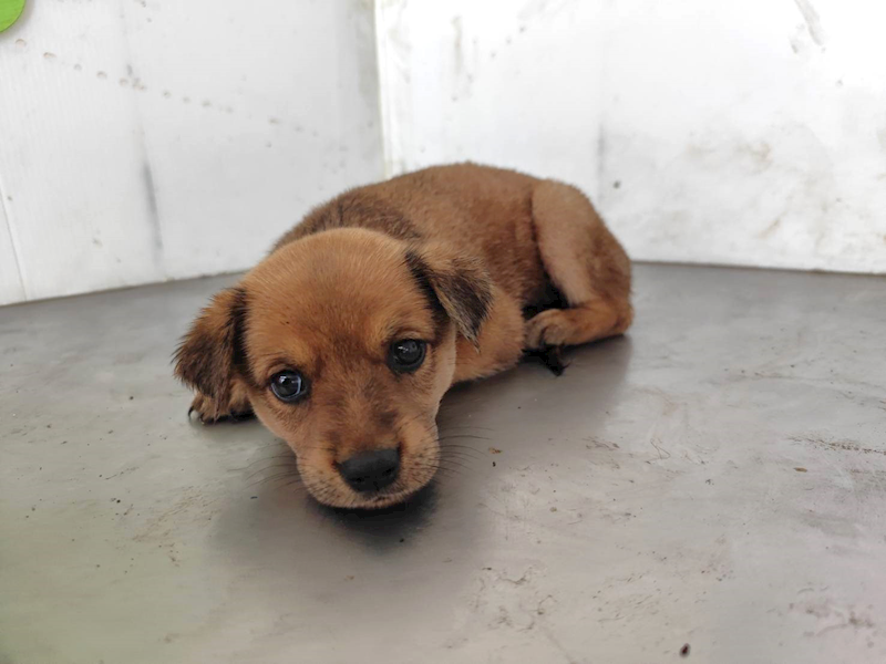 高雄市燕巢動物保護關愛園區,編號:464599, 混種犬          