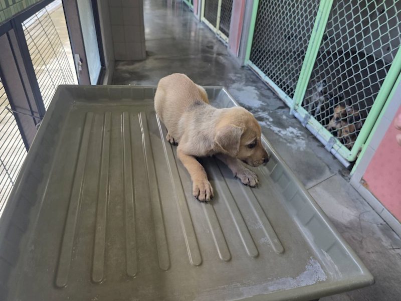 高雄市燕巢動物保護關愛園區,編號:464596, 混種犬          