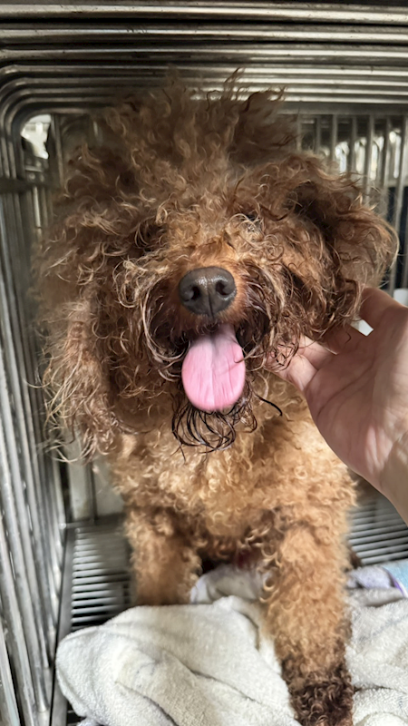 新北市板橋區公立動物之家,編號:457364, 混種犬          