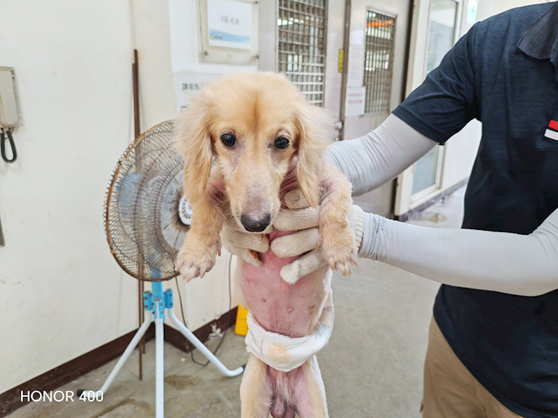 桃園市動物保護教育園區,編號:458334, 臘腸犬
