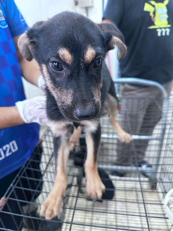 苗栗縣動物保護教育園區,編號:462273, 混種犬          