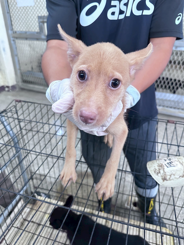 苗栗縣動物保護教育園區,編號:462275, 混種犬          