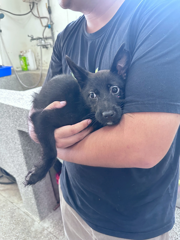 苗栗縣動物保護教育園區,編號:462276, 混種犬          
