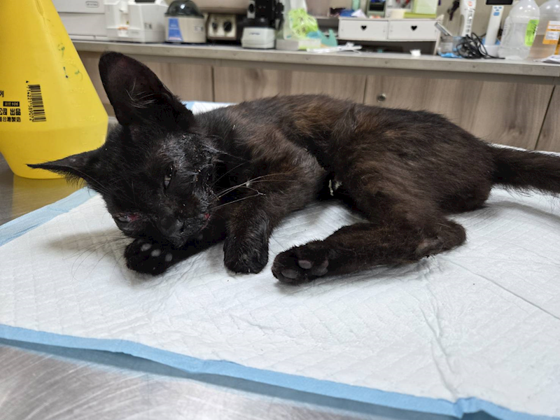 新竹市動物保護教育園區,編號:459927, 混種貓                 