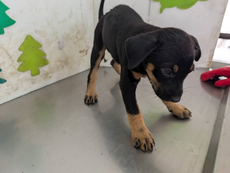 高雄市燕巢動物保護關愛園區,編號:458575, 混種犬          