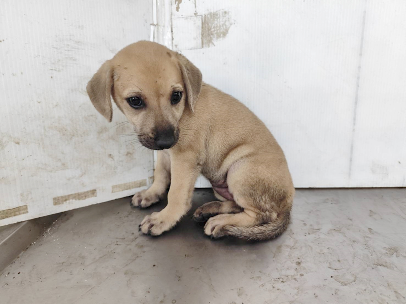高雄市燕巢動物保護關愛園區,編號:458611, 混種犬          