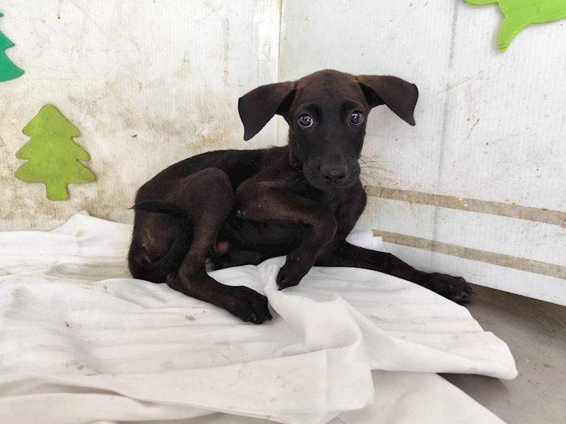 高雄市燕巢動物保護關愛園區,編號:464574, 混種犬          