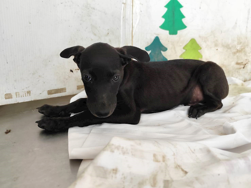 高雄市燕巢動物保護關愛園區,編號:464572, 混種犬          