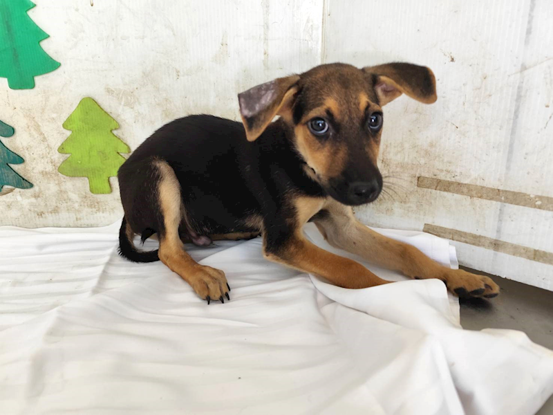 高雄市燕巢動物保護關愛園區,編號:464570, 混種犬          