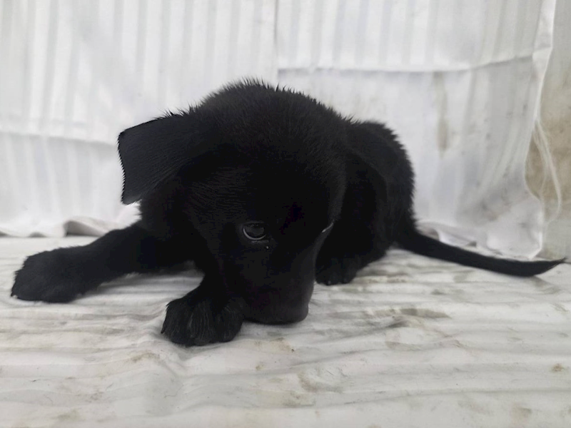 高雄市燕巢動物保護關愛園區,編號:464566, 混種犬          