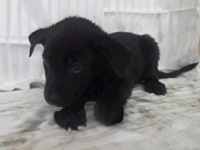 高雄市燕巢動物保護關愛園區,編號:464565, 混種犬          