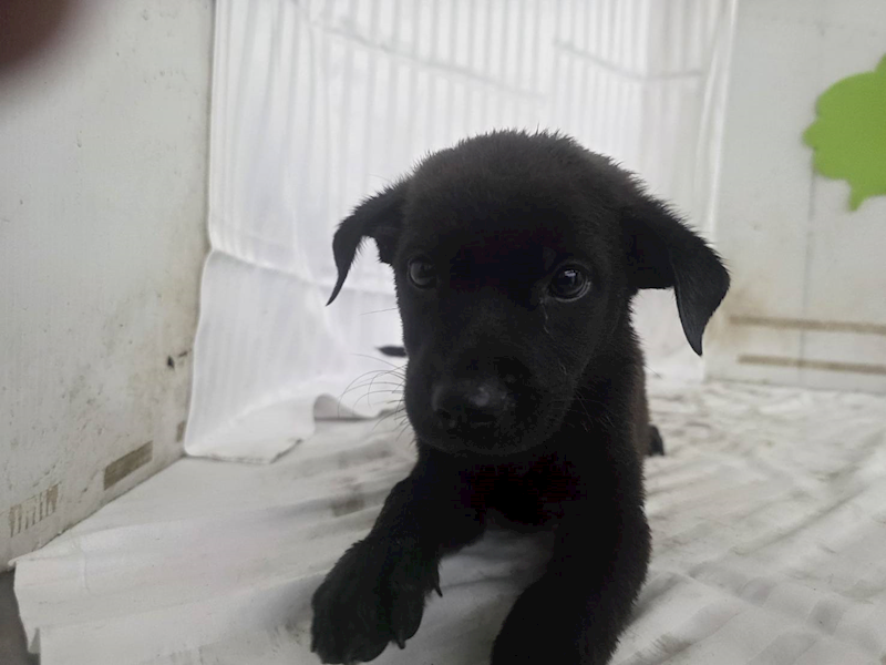 高雄市燕巢動物保護關愛園區,編號:464564, 混種犬          