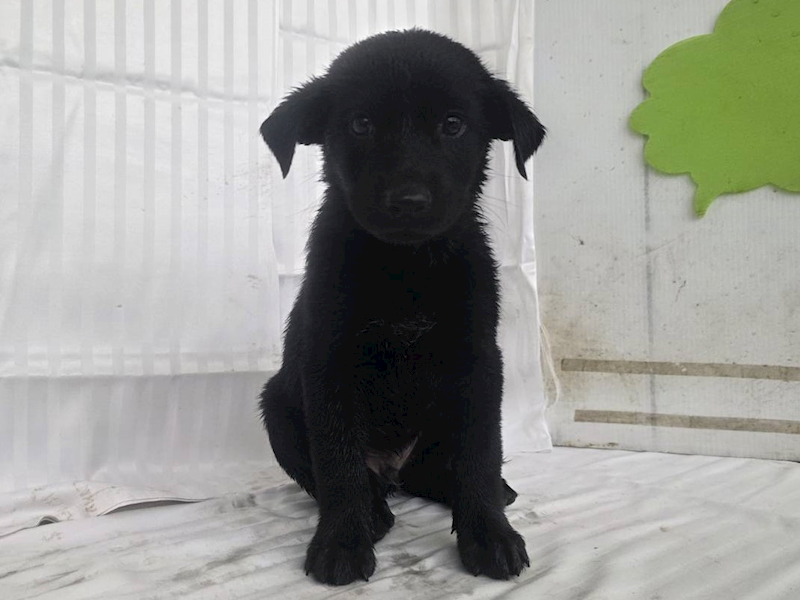 高雄市燕巢動物保護關愛園區,編號:464563, 混種犬          