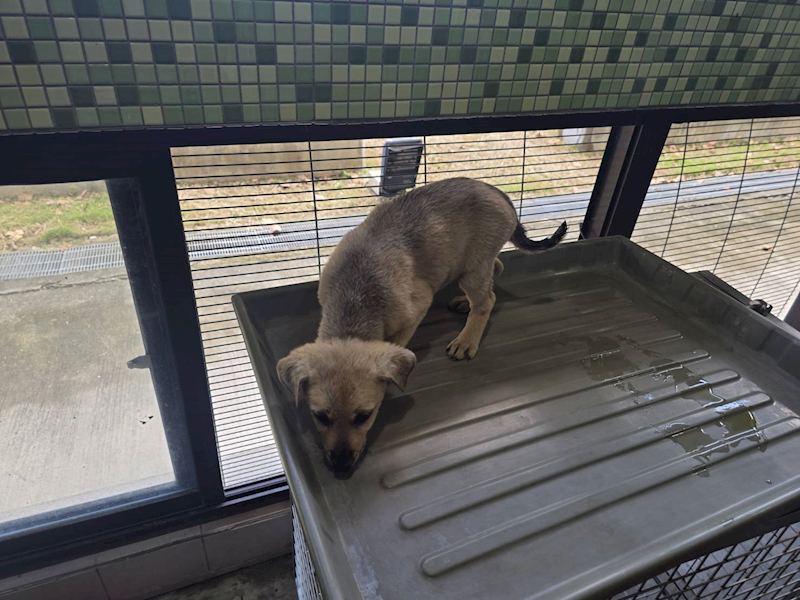 高雄市燕巢動物保護關愛園區,編號:464562, 混種犬          