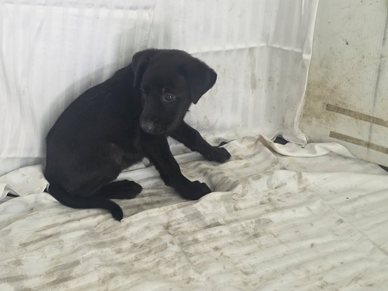 高雄市燕巢動物保護關愛園區,編號:464561, 混種犬          