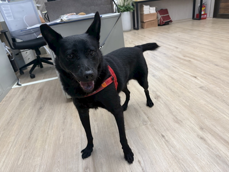 桃園市動物保護教育園區,編號:464560, 混種犬          