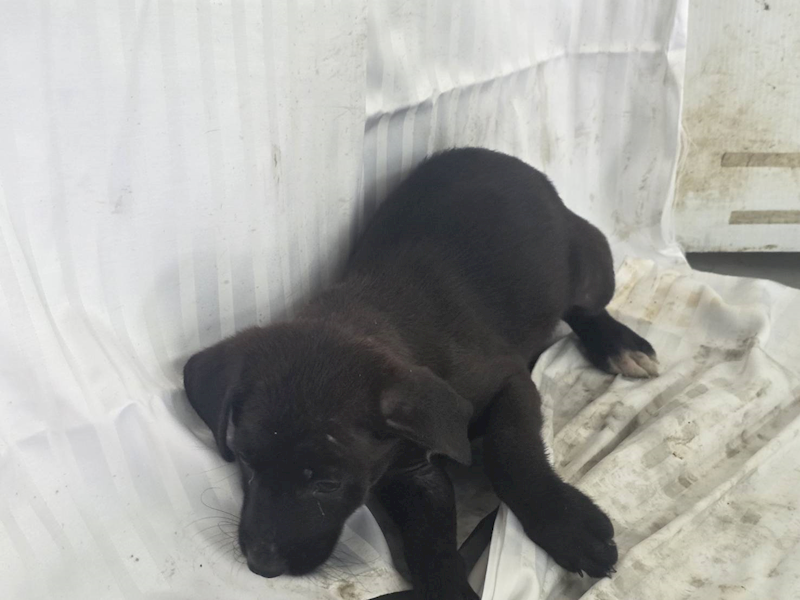 高雄市燕巢動物保護關愛園區,編號:464558, 混種犬          