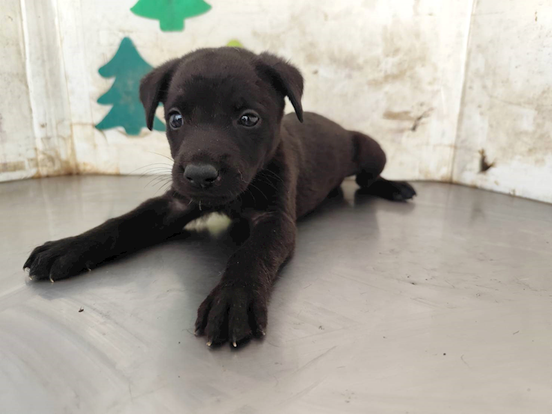 高雄市燕巢動物保護關愛園區,編號:464551, 混種犬          