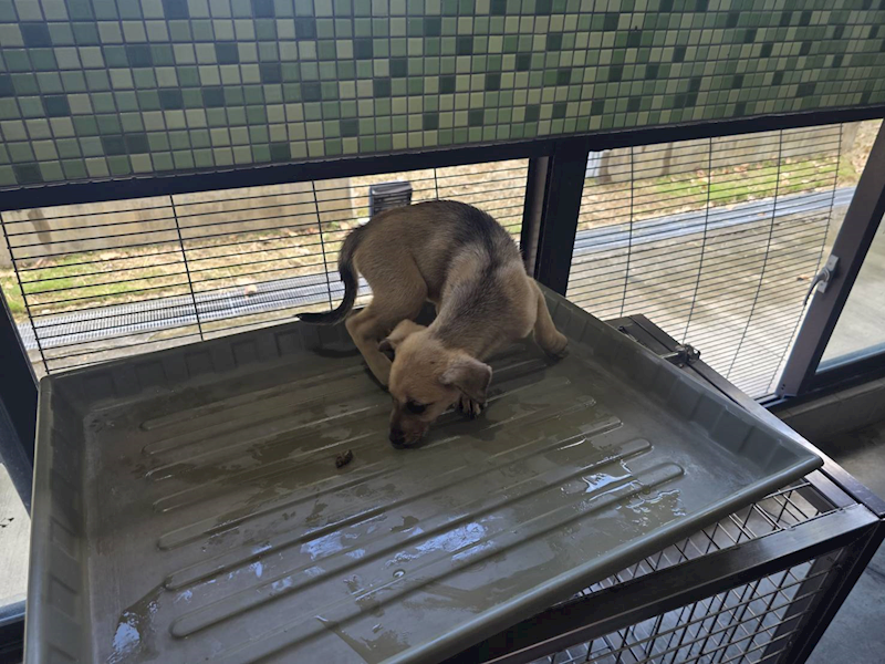 高雄市燕巢動物保護關愛園區,編號:464550, 混種犬          