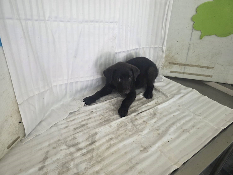 高雄市燕巢動物保護關愛園區,編號:464549, 混種犬          