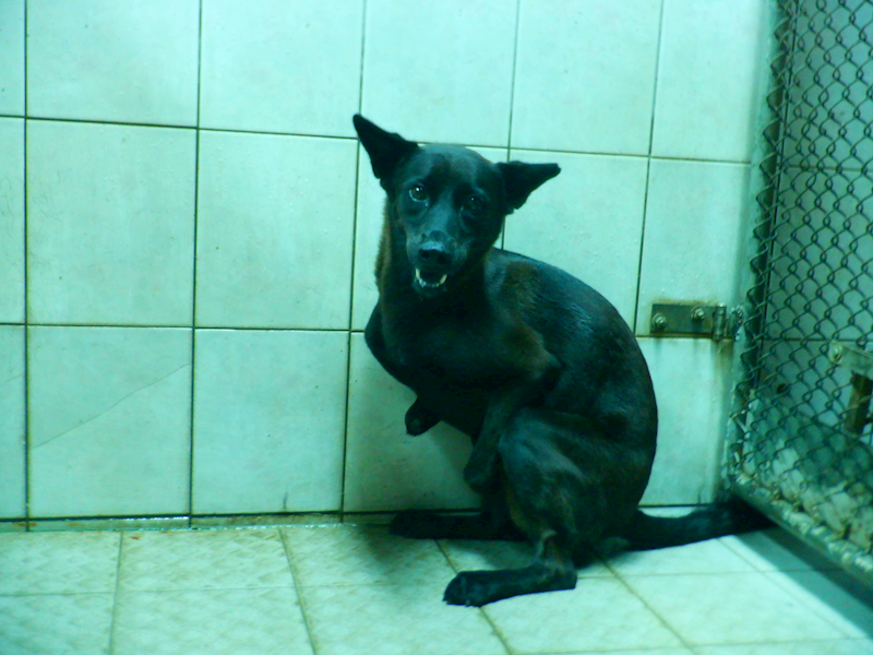 南投縣公立動物收容所,編號:464546, 混種犬          