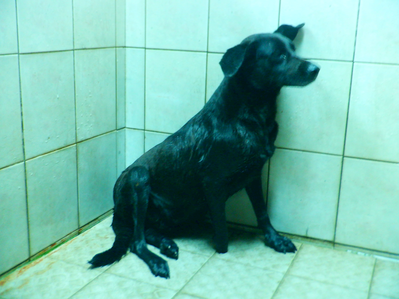 南投縣公立動物收容所,編號:464547, 混種犬          