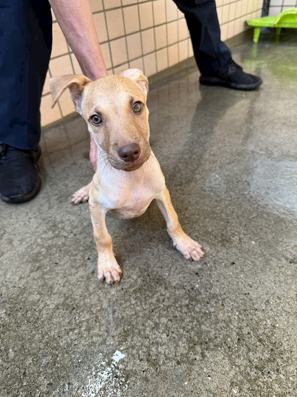 新北市淡水區公立動物之家,編號:464544, 混種犬          