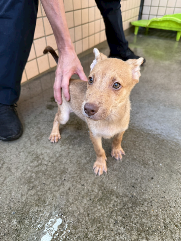 新北市淡水區公立動物之家,編號:464543, 混種犬          
