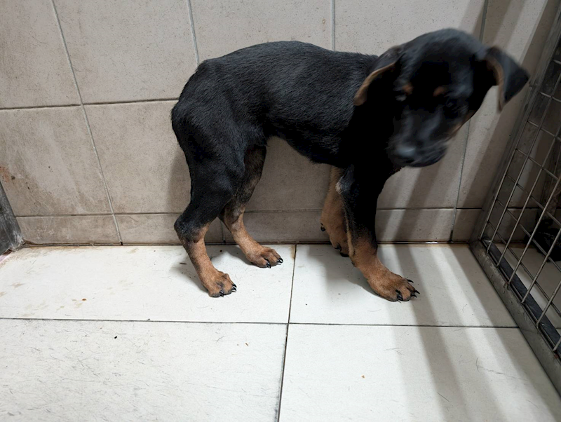 高雄市燕巢動物保護關愛園區,編號:457610, 混種犬          