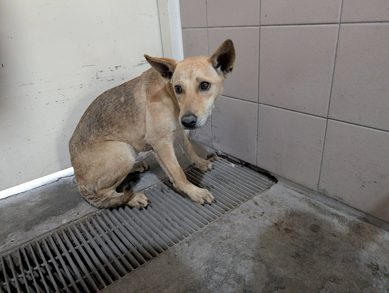 高雄市燕巢動物保護關愛園區,編號:457739, 混種犬          