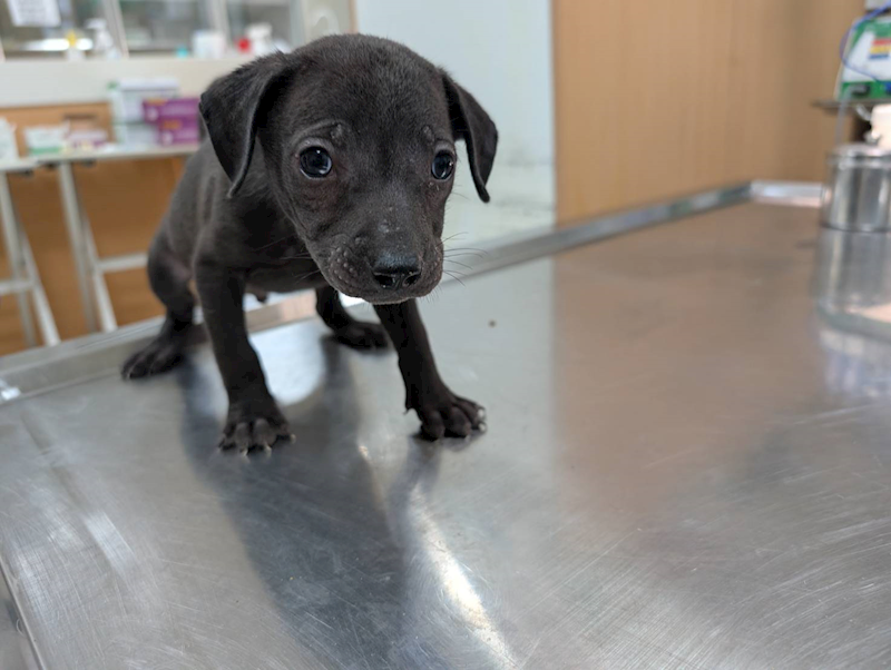 高雄市燕巢動物保護關愛園區,編號:457606, 混種犬          