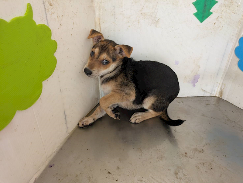高雄市燕巢動物保護關愛園區,編號:457607, 混種犬          