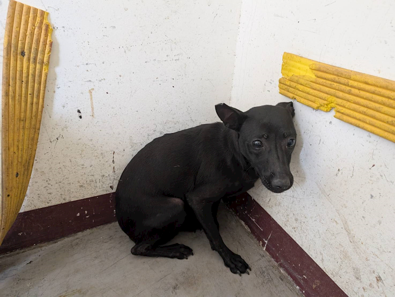 高雄市燕巢動物保護關愛園區,編號:457605, 混種犬          