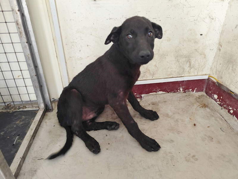 高雄市燕巢動物保護關愛園區,編號:457625, 混種犬          
