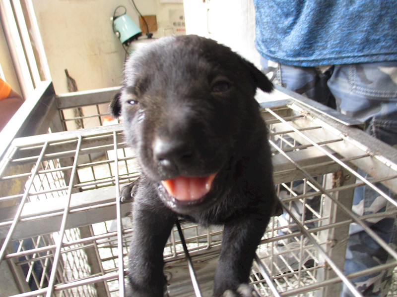 高雄市燕巢動物保護關愛園區,編號:457629, 混種犬          