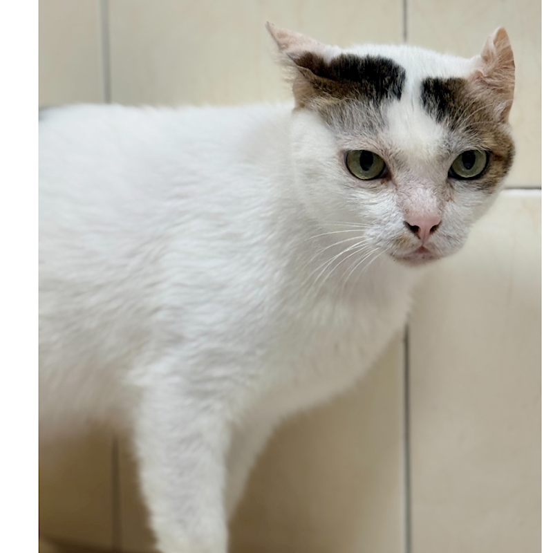 臺南市動物之家灣裡站,編號:441932, 混種貓                 