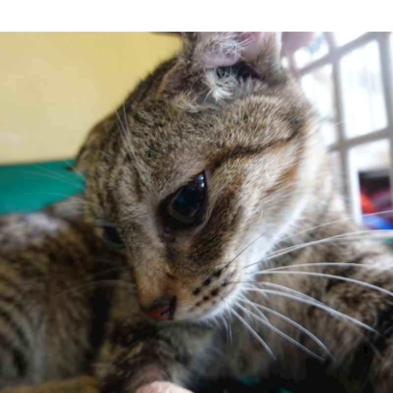 臺南市動物之家灣裡站,編號:459018, 混種貓                 