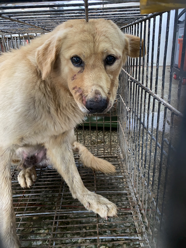 臺南市動物之家善化站,編號:464680, 混種犬          