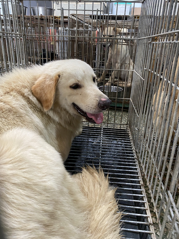 臺南市動物之家善化站,編號:464679, 混種犬          