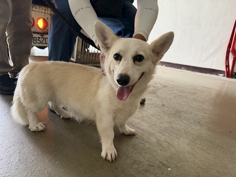 桃園市動物保護教育園區,編號:464382, 威爾斯柯基犬              